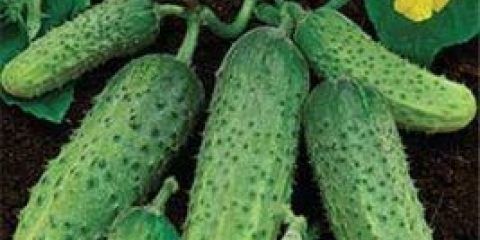 Prst krastavca: opis sorte, fotografije, recenzije